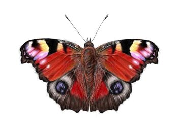 Impression de papillon - peinture - impression d'art - illustration scientifique - impression animale - art animalier - jolie image - paon - impression animale - A5 3