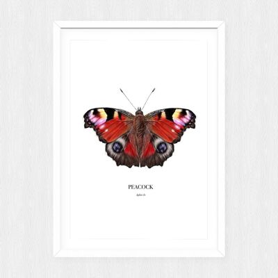 Impresión de mariposa - Pintura - Impresión de arte - ilustración científica - impresión animal - arte de la vida silvestre - imagen bonita - pavo real - impresión animal - A4