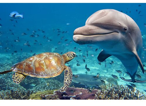 Ocean Turtle Dolphin Laminated Vinyl Cover Self-Adhesive for Desk and Tables