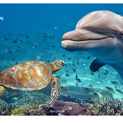 Housse en vinyle laminé Ocean Turtle Dolphin autocollante pour bureau et tables