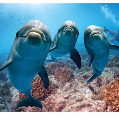Ocean Dolphins Diver Laminated Vinyl Cover Self-Adhesive for Desk and Tables