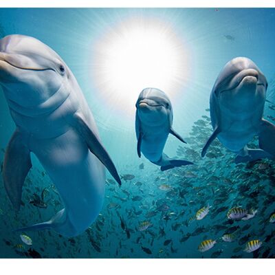 Ocean Dolphins Fish Laminated Vinyl Cover Self-Adhesive for Desk and Tables