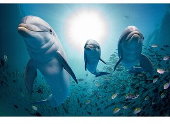 Housse en vinyle laminé Ocean Dolphins Fish autocollante pour bureau et tables 1