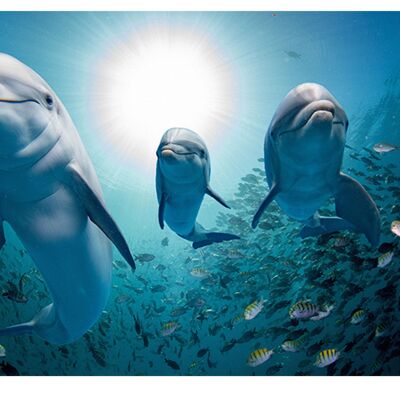 Housse en vinyle laminé Ocean Dolphins Fish autocollante pour bureau et tables