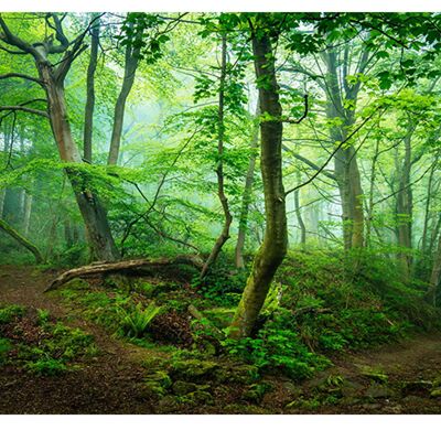 Forest Trees View Laminated Vinyl Cover Self-Adhesive for Desk and Tables