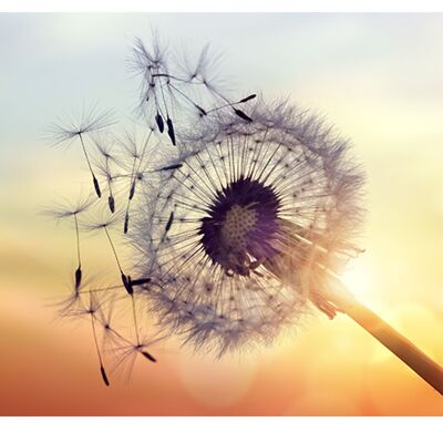Dandelion Sunset View Laminated Vinyl Cover Self-Adhesive for Desk and Tables