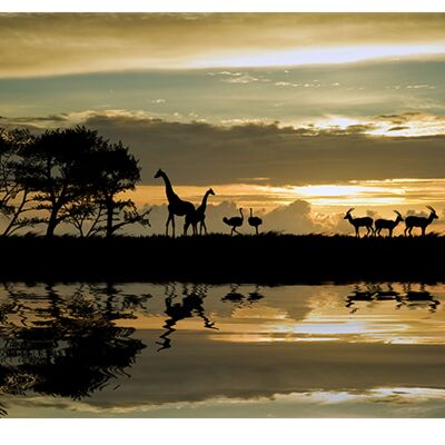 Sunset Africa Animals Housse en vinyle laminé auto-adhésif pour bureau et tables