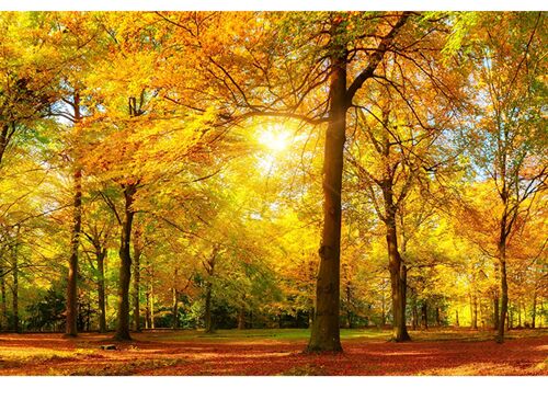 Trees in Park Autumn View Laminated Vinyl Cover Self-Adhesive for Desk and Tables