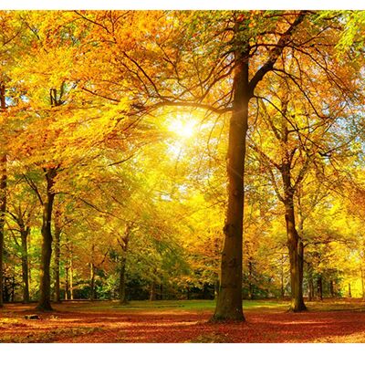 Trees in Park Autumn View Laminated Vinyl Cover Self-Adhesive for Desk and Tables