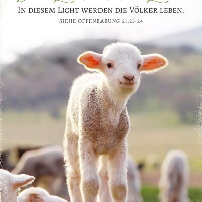 Cartolina - L'agnello