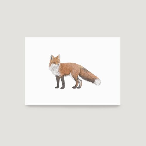 Red Fox A5 Print