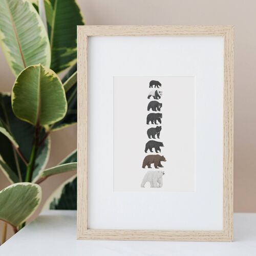 8 Bear Species A4 Print