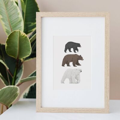 Impresión A5 de 3 especies de osos