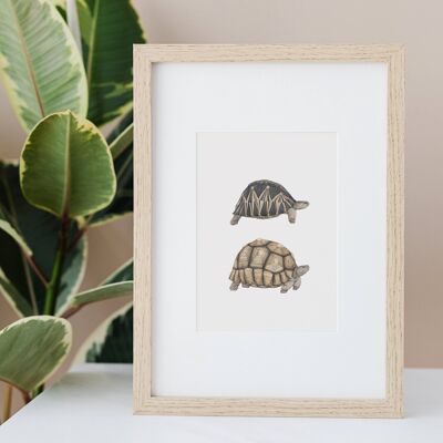 Tortoise A4 Print