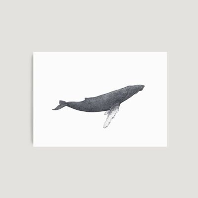 Humpback Whale A4 Print