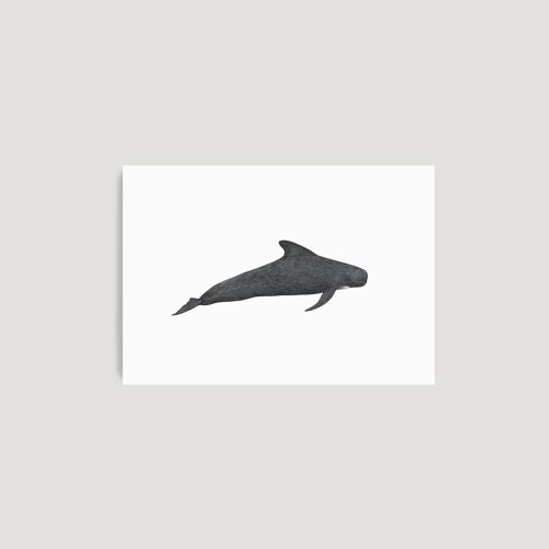 Pilot Whale A4 Print