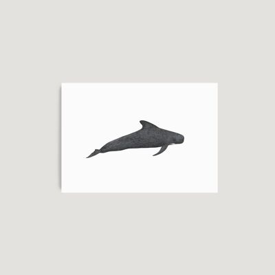 Baleine pilote Impression A4