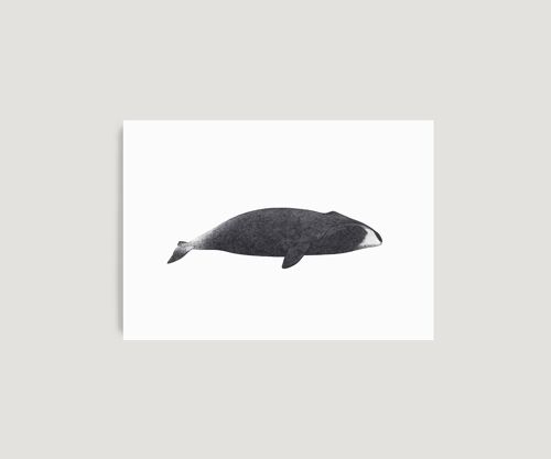 Bowhead Whale A4 Print