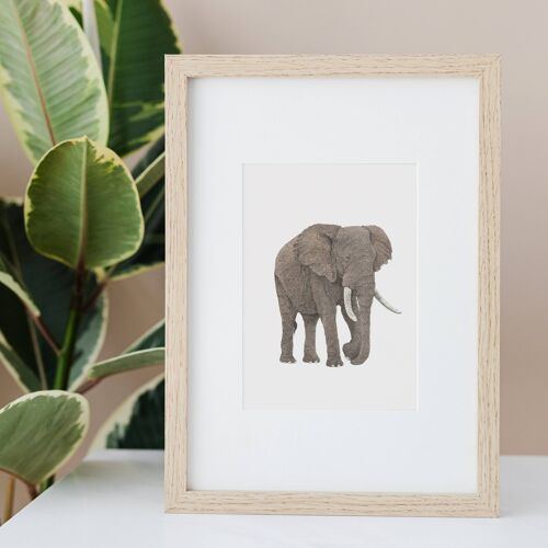 African Elephant A4 Print