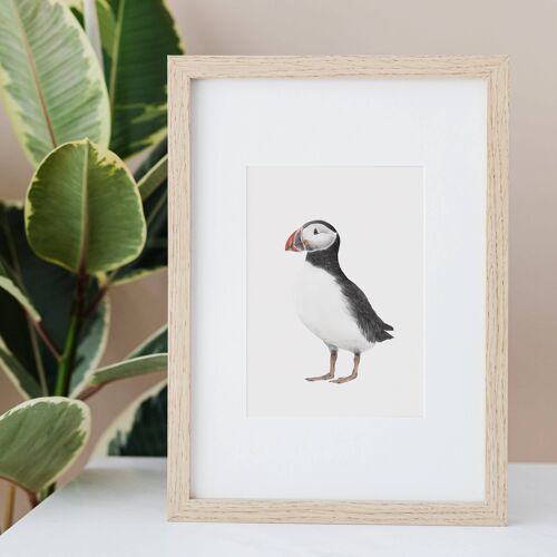 Puffin Illustration Print