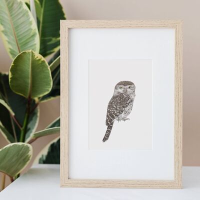 Pearl-spotted Owlet A4 Print