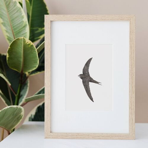 Swift Bird A4 Print