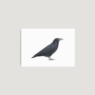 Raven A4 Print