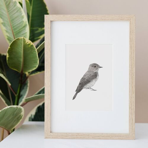 Spotted Fly Catcher Bird A4 Print