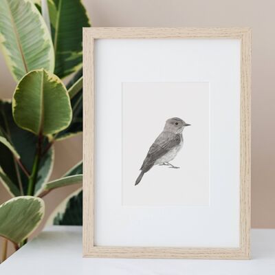 Spotted Fly Catcher Bird A4 Print