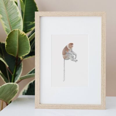 Proboscis Monkey A5 Print