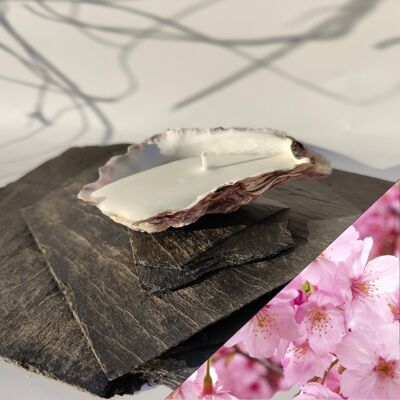 Candela No'strea - Sakura Blossom