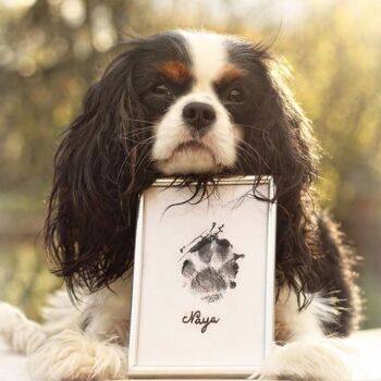 Pawprint'Dog - 10 Kits d'empreintes pour Chiens et Chats 4