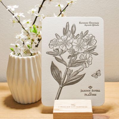 Seifenkraut Buchdruckkarte, Blume, botanisch, Vintage, schweres Büttenpapier