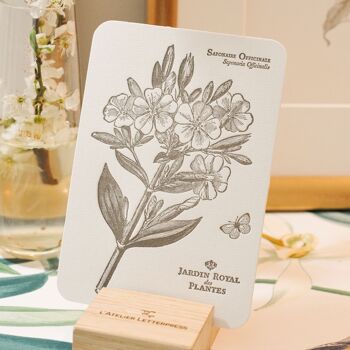 Carte Letterpress Saponaire Officinale, fleur, botanique, vintage, papier vergé épais 2
