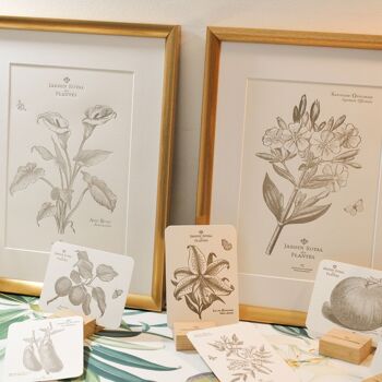 Carte Letterpress Saponaire Officinale, fleur, botanique, vintage, papier vergé épais 5