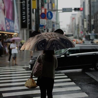 Chien parapluie animal