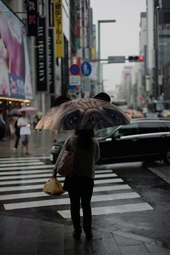 Chien parapluie animal 1