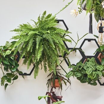 Kit de petites plantes Horticus Living Wall 9
