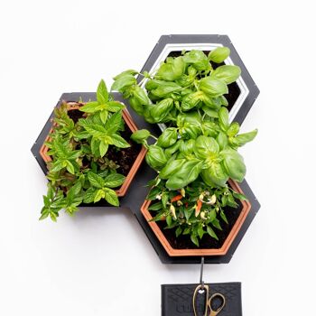 Kit de petites plantes Horticus Living Wall 1