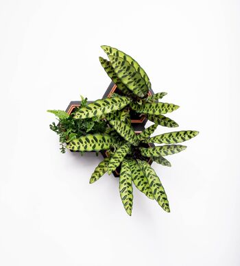 Kit de petites plantes Horticus Living Wall 7