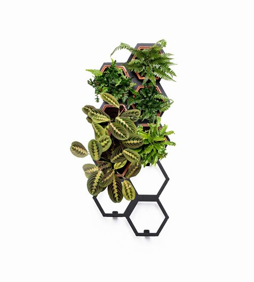 Horticus Living Wall Medium Plants Kit