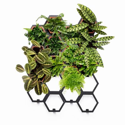 Horticus Living Wall Large Plant Kit