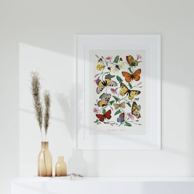 Affiche Vintage Butterfly & Moth - Mid Century Art No238 (A4 - 21,0 x 29,7 cm | 8,3 x 11,7 po)