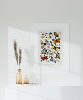 Affiche Vintage Butterfly & Moth - Mid Century Art No238 (A4 - 21,0 x 29,7 cm | 8,3 x 11,7 po) 1