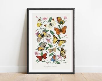 Affiche Vintage Butterfly & Moth - Mid Century Art No238 (A4 - 21,0 x 29,7 cm | 8,3 x 11,7 po) 2