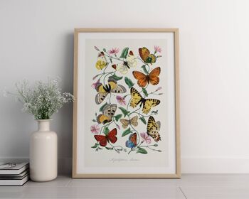 Affiche Vintage Butterfly & Moth - Mid Century Art No238 (A4 - 21,0 x 29,7 cm | 8,3 x 11,7 po) 3