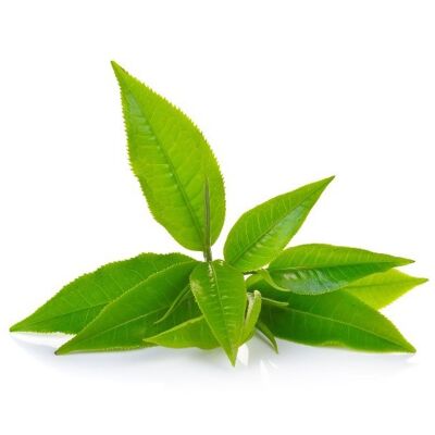 Tea Tree Cream - 50g