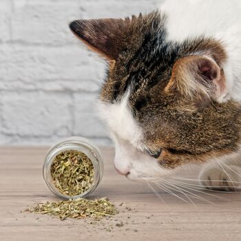 Recharge herbe à chat séduisante individuellement 5