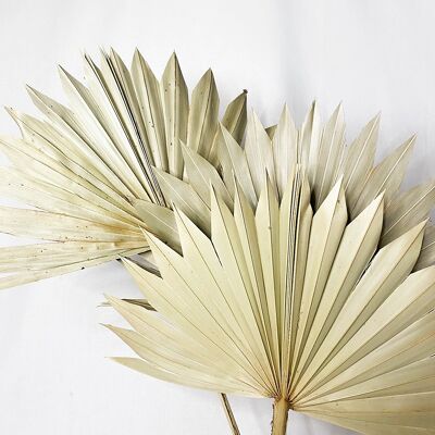 Dried Palm Leaves - Large