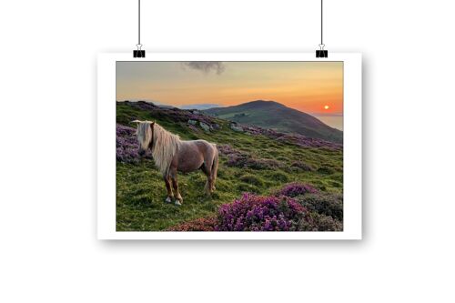 Carneddau Pony 15x10in